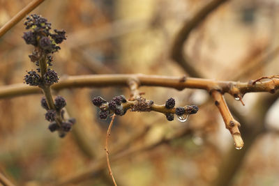 Close-up of dried plant