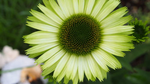 Close-up of flower blooming outdoors