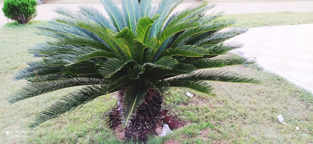 HIGH ANGLE VIEW OF PALM TREE GROWING ON FIELD