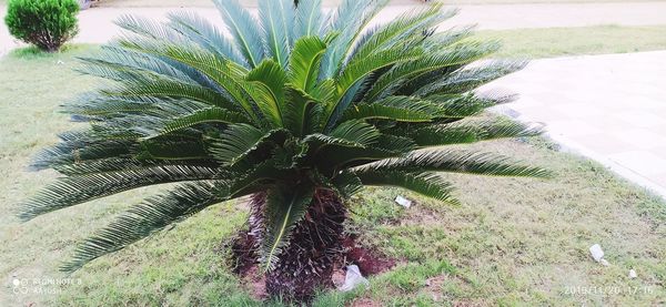 High angle view of palm tree on field