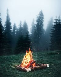 Bonfire in forest