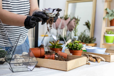 Midsection of man holding potted plant on table