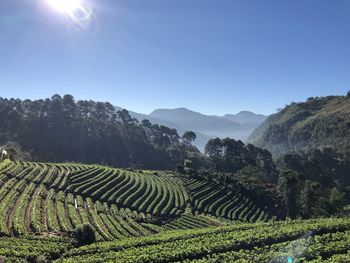 Scenic view of agricultural field against clear sky