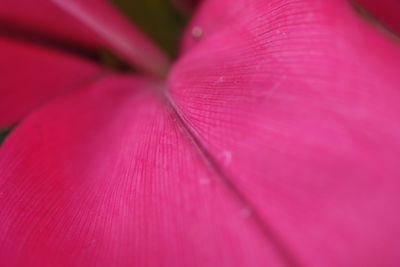 Macro shot of pink flower