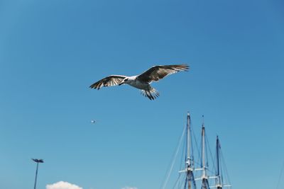 Low angle view of seagull flying