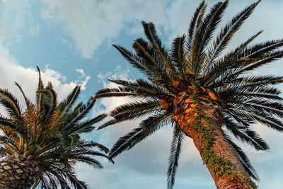 Low angle view of palm trees against sky