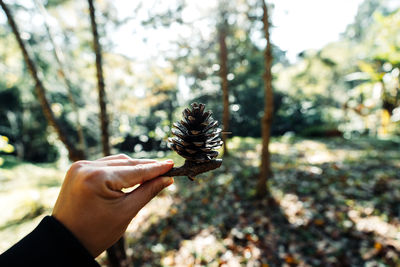 pine cones and