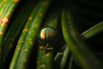 Close-up of caterpillar on plant