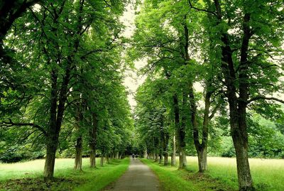 Road amidst trees and plants in park