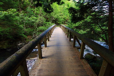 Boardwalk amidst trees in forest