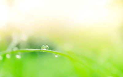 Close-up of water drop on leaf