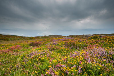 Scenic view of flowering plants on field against sky