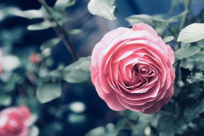 Close-up of pink rose