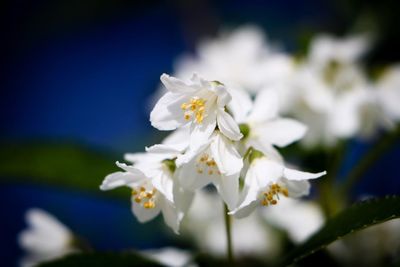 Close-up of white flowers