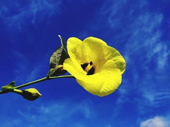 Low angle view of yellow flowering plant against blue sky