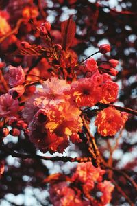 Close-up of red leaves on tree