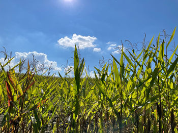 Plants growing on field against sky