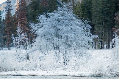 Frozen trees in winter