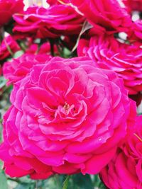 Close-up of pink rose