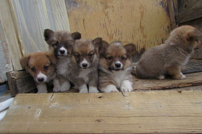 Corgi puppies hanging out on wooden porch