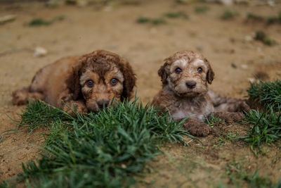 Portrait of a dog on field