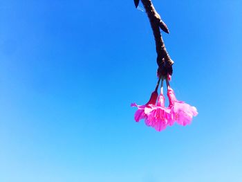 Low angle view of pink rose against blue sky