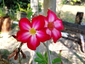 Close-up of hibiscus blooming outdoors