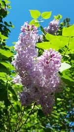 Close-up of purple flowering plant