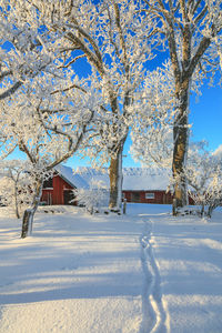 Snow covered tree by building during winter