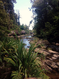 Scenic view of river in forest against sky