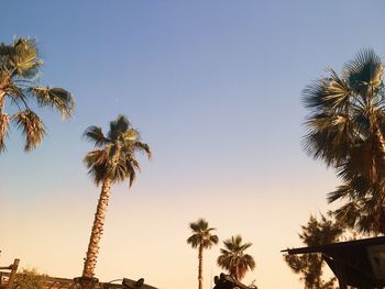 Low angle view of palm trees against clear sky