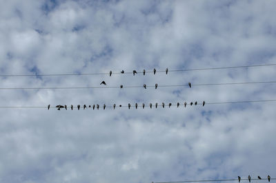 Low angle view of birds flying in sky