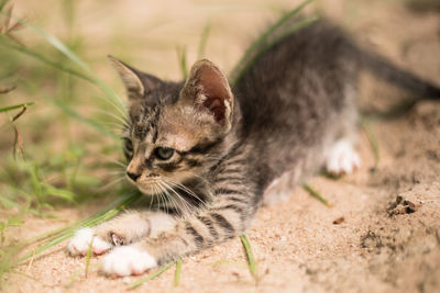 Close-up of cat on field