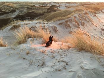 Dog on beach