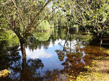 Scenic view of lake in forest