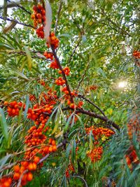 Close-up of orange fruits on tree