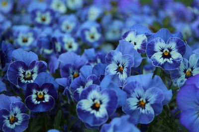 Close-up of purple flowering plants