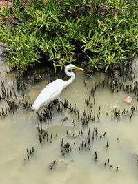 Swans by lake against plants