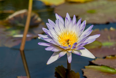 Close-up of water lily in lake