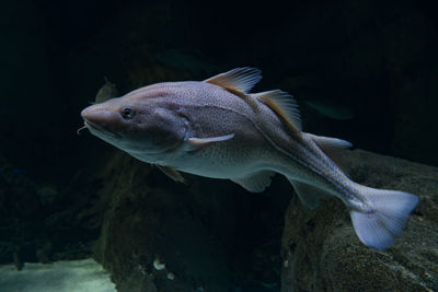 Close-up of fish in aquarium