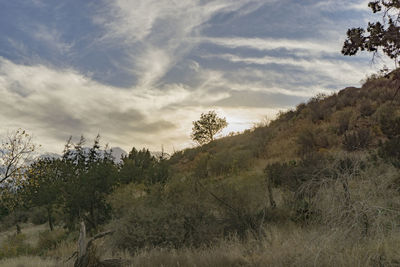 Trees on landscape against sky