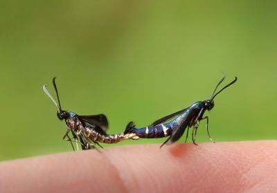 Close-up of insect on hand