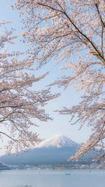 Cherry trees by lake and mt fuji against sky