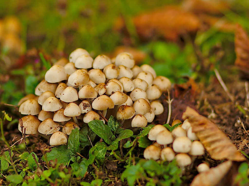 CLOSE-UP OF MUSHROOMS GROWING ON FIELD