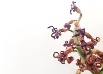 Close-up of flowers over white background