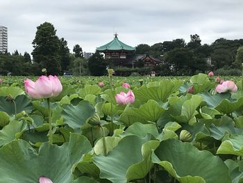 Close-up of pink water lily in pond against sky