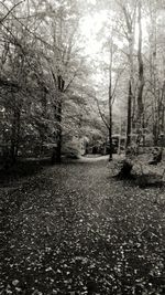 Image of illuminated trees in autumn