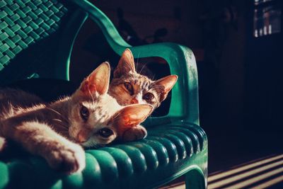 Close-up portrait of a cat
