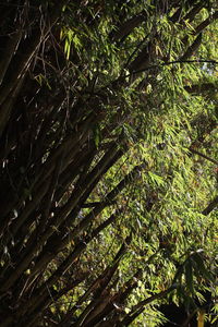 Low angle view of bamboo trees in forest