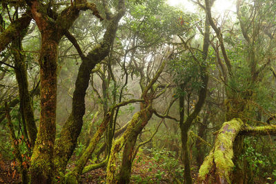 Trees in forest